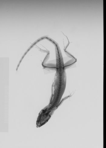 Media type: image; Herpetology R-68114